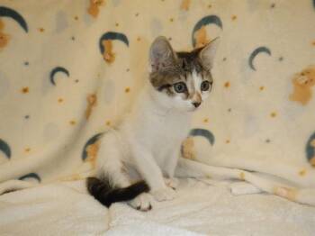 A1409517 -  Domestic Short Hair Cat for Adoption in San Jose, California - A1409517 | PetCurious