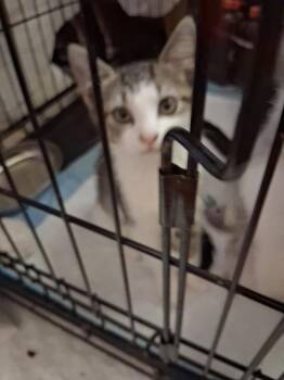 Loreann -  Domestic Short Hair Cat for Adoption in Pomona, New York - Loreann | PetCurious