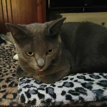 Russian Blue Cats Available for Adoption in Mount Vernon, Arkansas - Angel | PetCurious