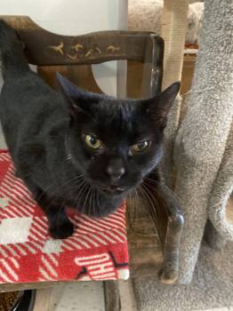 Sabrina -  Domestic Short Hair Cat for Adoption in Dublin, Ohio - Sabrina | PetCurious