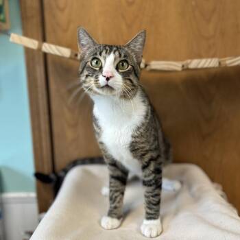 Joseph -  Domestic Short Hair Cat for Adoption in Fargo, North Dakota - Joseph | PetCurious