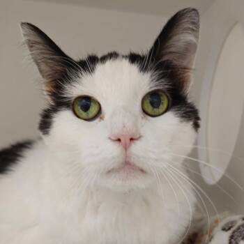 Moe -  Domestic Short Hair Cat for Adoption in Cumming, Georgia - Moe | PetCurious