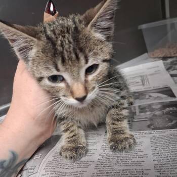 Speck -  Domestic Short Hair Cat for Adoption in Lufkin, Texas - Speck | PetCurious