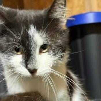 Logan -  Domestic Short Hair Cat for Adoption - Logan | PetCurious