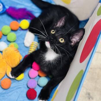 Rocket -  Domestic Short Hair Cat for Adoption in Houston, Texas - Rocket | PetCurious