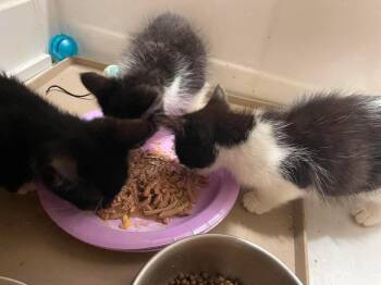 Phyllis -  Domestic Short Hair Cat for Adoption in Chicago, Illinois - Phyllis | PetCurious