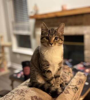 Domestic Short Hair Cats Available for Adoption - Mitts & Piper | PetCurious