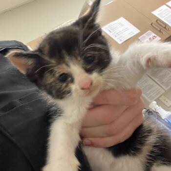 Bamboo -  Domestic Short Hair Cat for Adoption in Bristol, Indiana - Bamboo | PetCurious