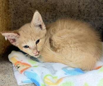 Thunder -  Domestic Short Hair Cat for Adoption in Daytona Beach, Florida - Thunder | PetCurious