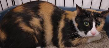 Rescue Domestic Short Hair Cats for Adoption in Milwaukee, Wisconsin - Nola25 | PetCurious