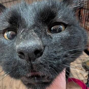 Knight Armbrust -  Domestic Short Hair Cat for Adoption in Eagle Mountain, Utah - Knight Armbrust | PetCurious