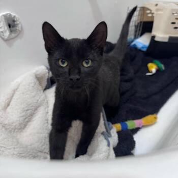 Domestic Short Hair Cats Available for Adoption in New York, New York - Benny | PetCurious