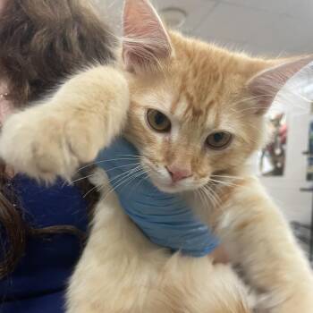 Suzuki -  Domestic Short Hair Cat for Adoption in Birmingham, Alabama - Suzuki | PetCurious