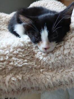 Neo -  Domestic Short Hair Cat for Adoption in Raleigh, North Carolina - Neo | PetCurious