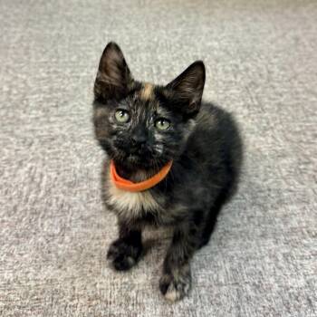 Gingy -  Domestic Short Hair Cat for Adoption in Pocatello, Idaho - Gingy | PetCurious