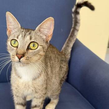 Glinda -  Domestic Short Hair Cat for Adoption in West Palm Beach, Florida - Glinda | PetCurious