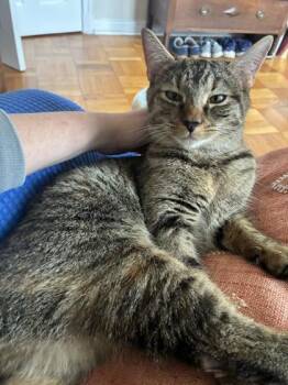 Domestic Short Hair Cats Available for Adoption - Ramadan | PetCurious