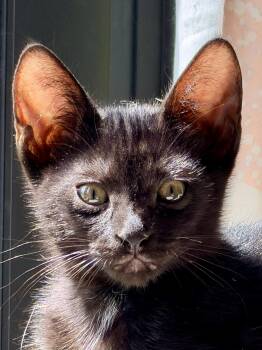 Taco Bell -  Domestic Short Hair and Bombay Cat for Adoption in Homestead, Florida - Taco Bell | PetCurious