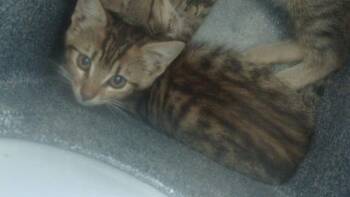 REMY -  Domestic Medium Hair Cat for Adoption in Dallas, Texas - REMY | PetCurious