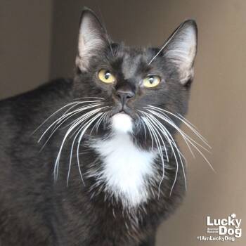 Domestic Short Hair Cats Available for Adoption in Washington, District Of Columbia - Teeny | PetCurious