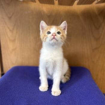 McChicken--In Foster -  Domestic Short Hair Cat for Adoption in Fargo, North Dakota - McChicken--In Foster | PetCurious