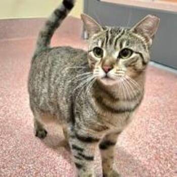 Domestic Short Hair Cats Available for Adoption in Briarcliff Manor, New York - Spinosaurus | PetCurious