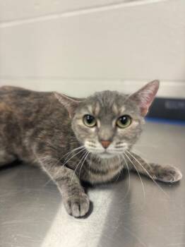 Rescue Domestic Short Hair Cats for Adoption in Sheboygan, Wisconsin - Birdie | PetCurious