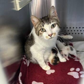 Dolly -  Domestic Short Hair Cat for Adoption in Indianapolis, Indiana - Dolly | PetCurious