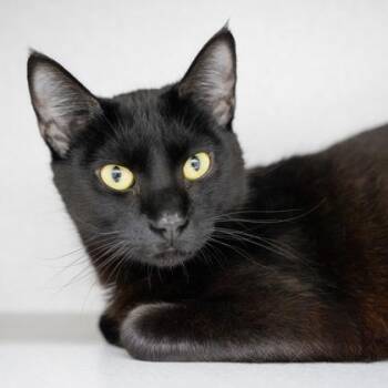 Domestic Short Hair Cats Available for Adoption in Atlanta, Georgia - Ravioli | PetCurious