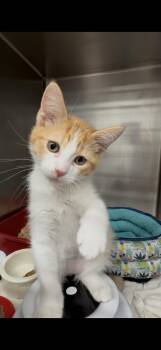 Friskie -  Domestic Short Hair Cat Available for Adoption in Kent, Washington - Friskie | PetCurious