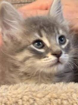 Orla -  Domestic Short Hair Cat for Adoption in Green Valley, Arizona - Orla | PetCurious