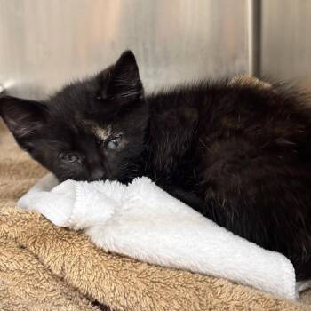 Domestic Short Hair Cats Available for Adoption in Birmingham, Alabama - Astrid | PetCurious