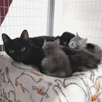 Seanna -  Domestic Short Hair Cat for Adoption in Redwood Valley, California - Seanna | PetCurious
