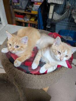 Rescue Domestic Medium Hair Cats for Adoption in Lake Orion, Michigan - Mandarin & Mango (Bonded Pair) | PetCurious