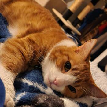 Rescue Domestic Short Hair Cats for Adoption in Lakewood, California - Pumpkin | PetCurious