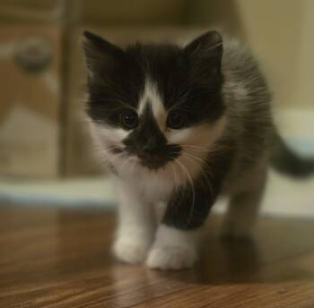 Artemis -  Domestic Medium Hair Cat Available for Adoption in Kennewick, Washington - Artemis | PetCurious