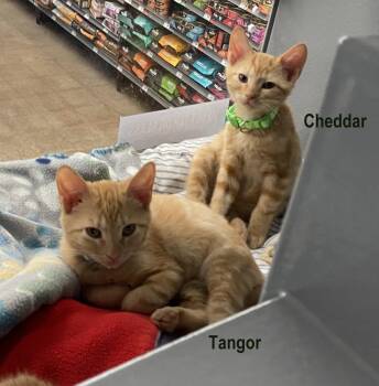 Cheddar (FCID# 08/25/2026 - 2 West Chester PS) -  Tabby Cat for Adoption in Greenville, Delaware - Cheddar (FCID# 08/25/2026 - 2 West Chester PS) | PetCurious