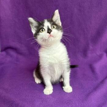 Milkshake -  Domestic Short Hair Cat for Adoption in Waterloo, Iowa - Milkshake | PetCurious