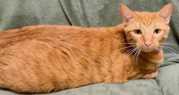 Domestic Short Hair Cats Available for Adoption in Gary, Indiana - Clementine | PetCurious