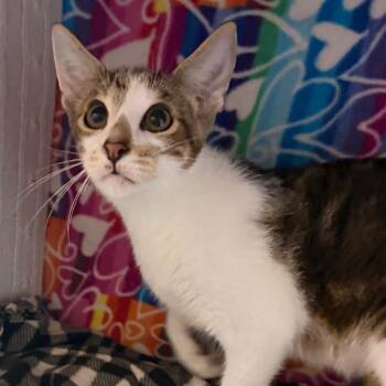 Ernie -  Domestic Short Hair Cat for Adoption - Ernie | PetCurious