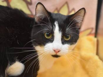Domestic Short Hair Cats Available for Adoption in Portland, Oregon - Benny | PetCurious