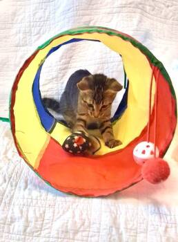 Jun -  Domestic Short Hair Cat for Adoption in Maitland, Florida - Jun | PetCurious