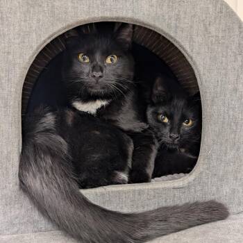 Domestic Short Hair Cats Available for Adoption - By Golly | PetCurious
