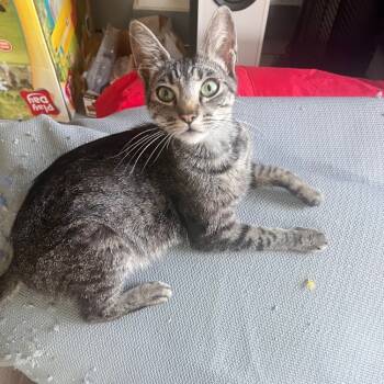 Rescue Domestic Short Hair Cats for Adoption in Brea, California - Seal | PetCurious