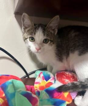 Patches -  Domestic Medium Hair Cat for Adoption in Columbia, Missouri - Patches | PetCurious