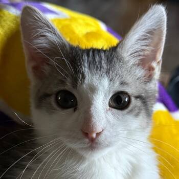 Rescue Domestic Short Hair Cats for Adoption in Huntsville, Alabama - Tommy Pickles | PetCurious