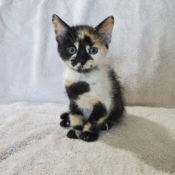 Rescue Domestic Short Hair Cats for Adoption in San Antonio, Texas - Pyro | PetCurious