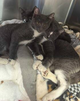 Rescue Domestic Short Hair Cats for Adoption in Bridgewater, New Jersey - Brooke | PetCurious