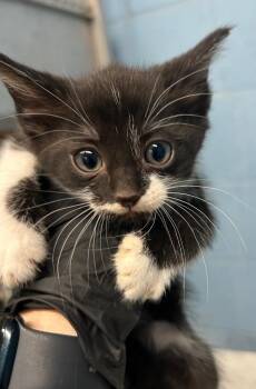 Domestic Short Hair Cats Available for Adoption - Jamie | PetCurious
