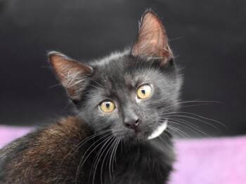 Heinrich -  Domestic Short Hair Cat for Adoption in Portland, Oregon - Heinrich | PetCurious